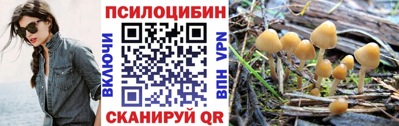 как найти закладки Фокино Псилоцибиновые грибы Psilocybine cubensis